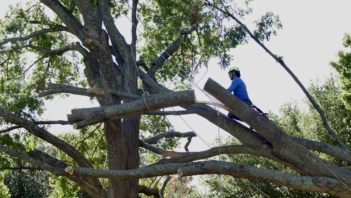 Professional Crown Thinning performed by certified arborists in Perth Amboy