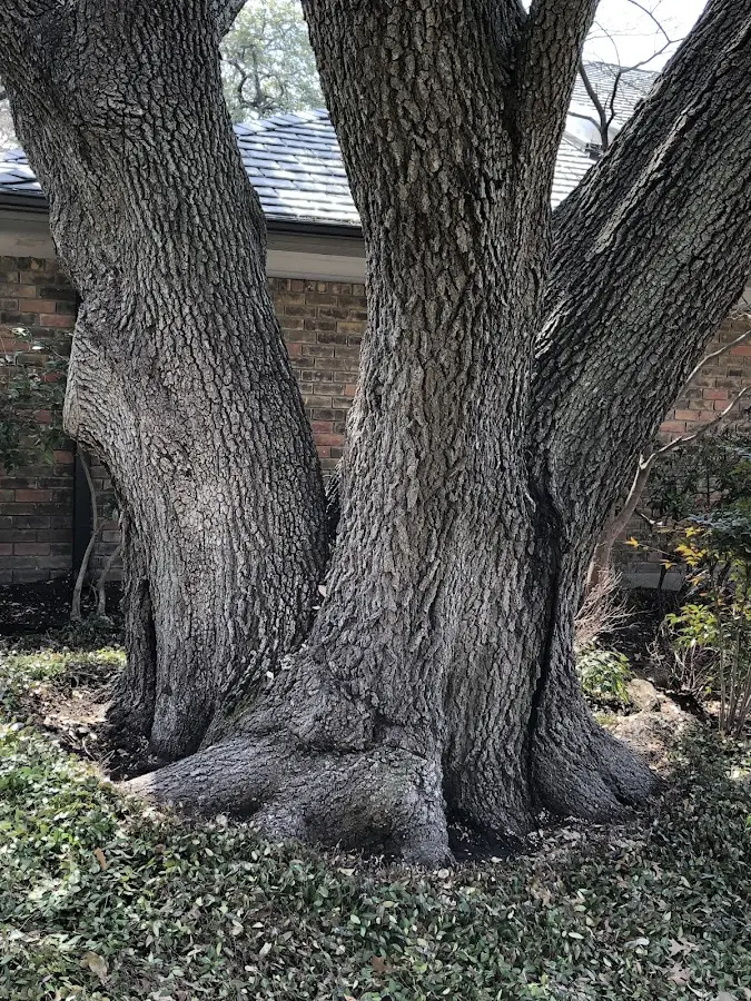 Mature heritage tree close to a Perth Amboy property cared for by certified arborists
